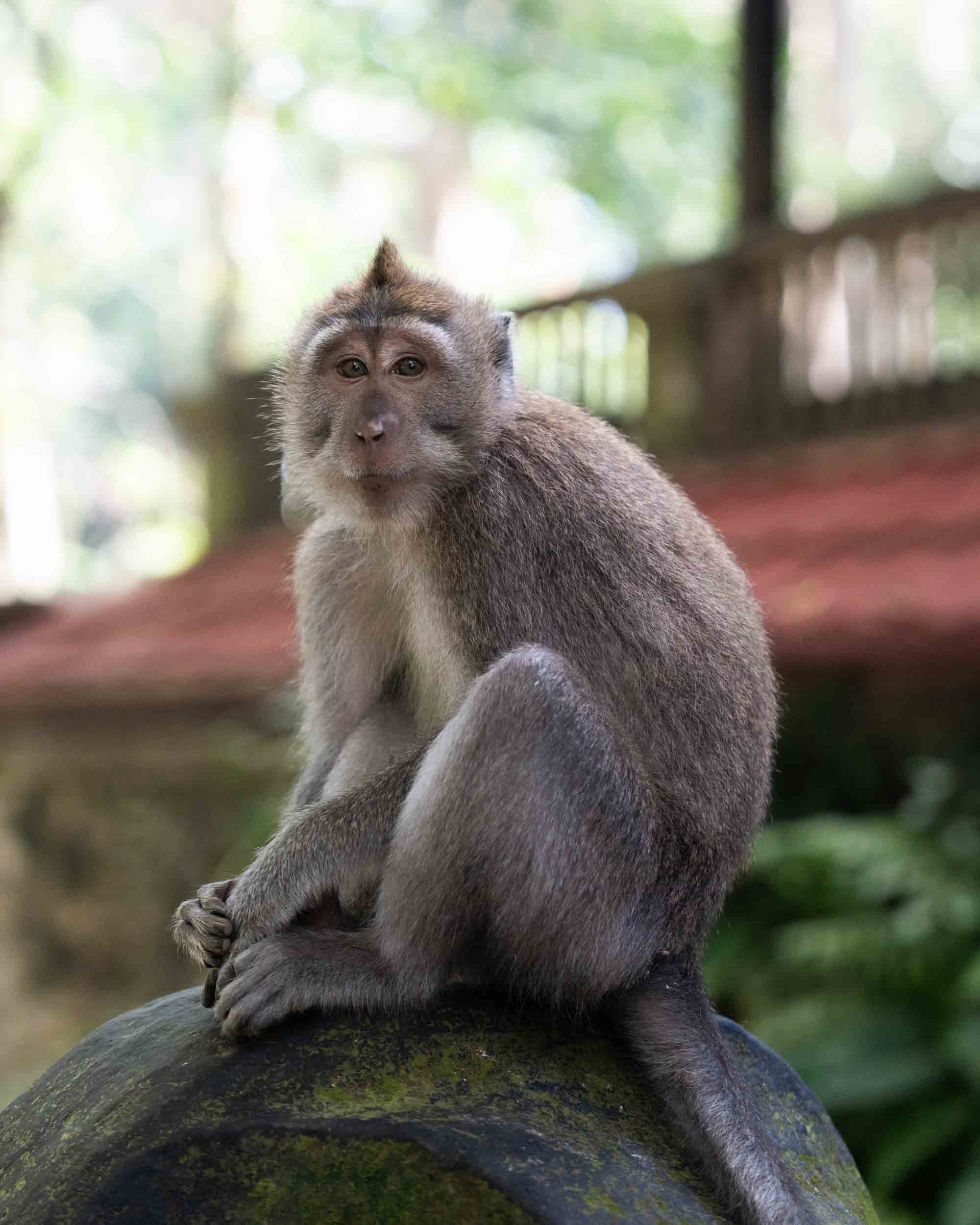 Monkey Forest in Bali